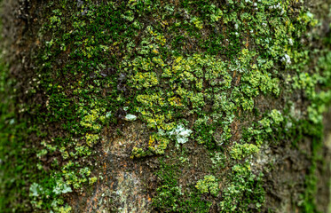  Green Moss. Seamless Tileable Texture. moss on a log © Arammart