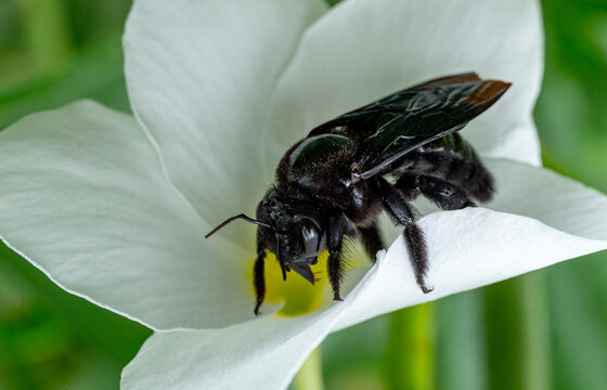 Giant carpenter bee of the genus Xylocopa on a white flower.