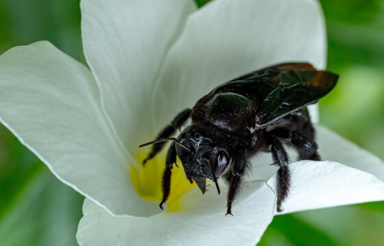 Giant carpenter bee of the genus Xylocopa on a white flower.