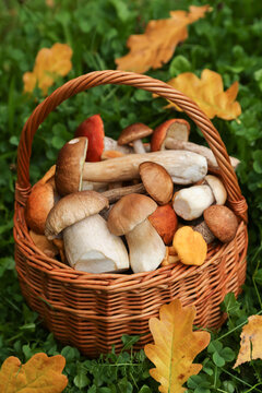 Edible wild mushrooms harvest in wicker basket on grass close up. Harvesting different mushroom in autumn fall forest