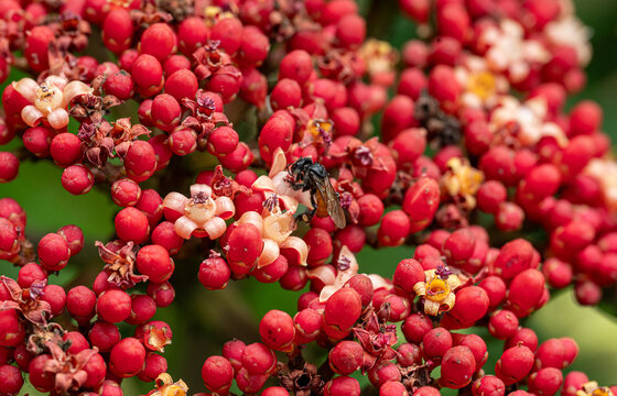 Ripe fruits of Leea rubra, some in bloom.