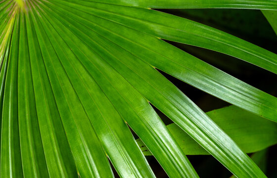Florida Thatch Palm. Close up of a palm (Thrinax radiata) 