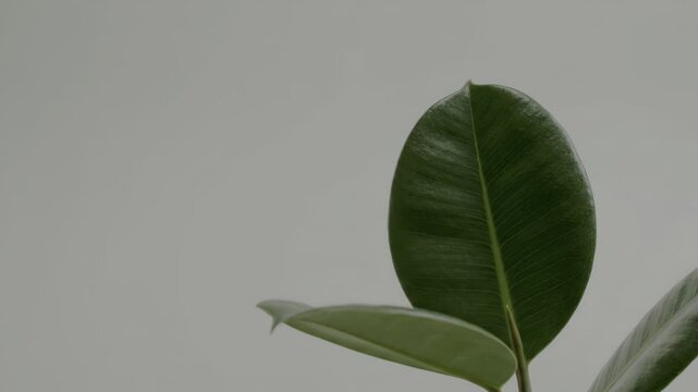 Smooth green waxy leaves of a rubber plant.