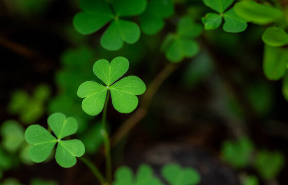 Green shamrock petals on a dark background, symbols of Ireland and good luck. Happy St. Patrick's Day.