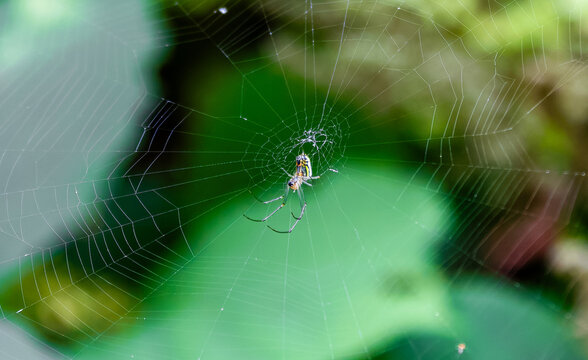spider on web