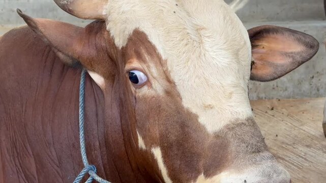 Close up video footage of a brown and white cow looking around in a livestock farm stable.