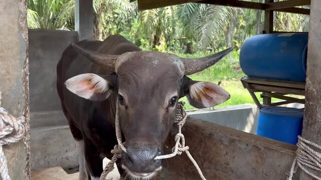 Footage of a large black banteng bull tied with rope inside a rustic barn in the afternoon