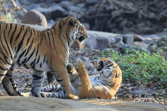 Bengal tiger is a population of the Panthera tigris tigris subspecies. It ranks among the largest of wild cats. It is distributed from India, southern Nepal, Bangladesh, Bhutan to Southwestern China.