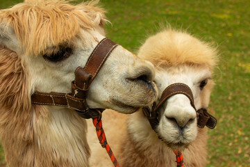 Two cute alpacas with halters close together. Animal, farm, pet, and friendship concept. © Muhamad