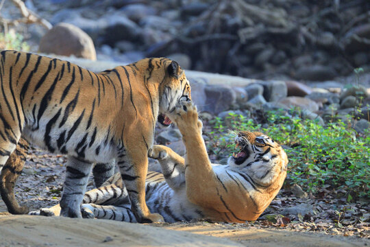 Bengal tiger is a population of the Panthera tigris tigris subspecies. It ranks among the largest of wild cats. It is distributed from India, southern Nepal, Bangladesh, Bhutan to Southwestern China.