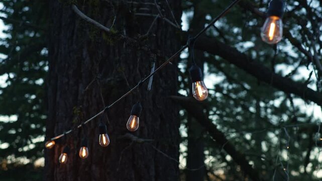 Warm string light bulbs glow on trees in evening forest, creating cozy campsite illumination among dark trunks and evergreen branches during outdoor recreation at dusk