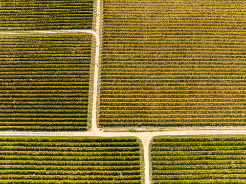 Aerial view of Barossa Valley vineyards with rows of vines and dirt paths in Angaston, South Australia, Australia.