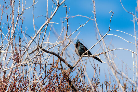 Telephoto of a male Phainopepla -Phainopepla nitens- sitting on a branch in Joshua Tree national park