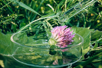 Fototapeta premium Dropper dripping transparent liquid into petri dish with clover flower on natural green grass