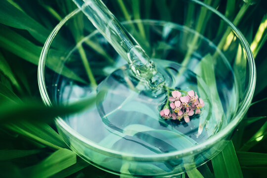 Pipette dripping clear liquid into petri dish with flowers and green leaves