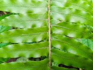Sword fern (Nephrolepis cordifolia or Nephrolepis exaltata) close up. © sidoel394