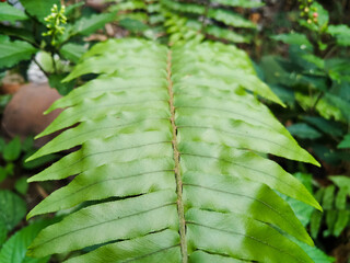 Sword fern (Nephrolepis cordifolia or Nephrolepis exaltata) close up. © sidoel394