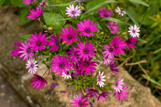 Margheritine fucsia