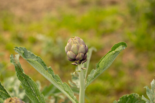 Fiore di carciofo