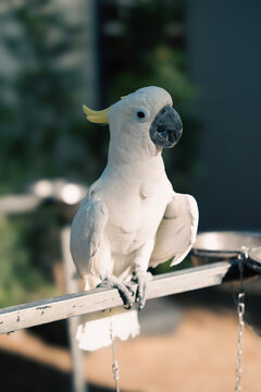 White Cockatoo Perched on Metal Bar in Soft Natural Light