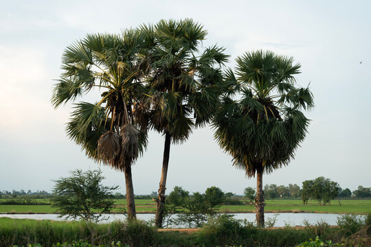 Sugar Palm Trees in Rural Rice Fields and Tropical Countryside