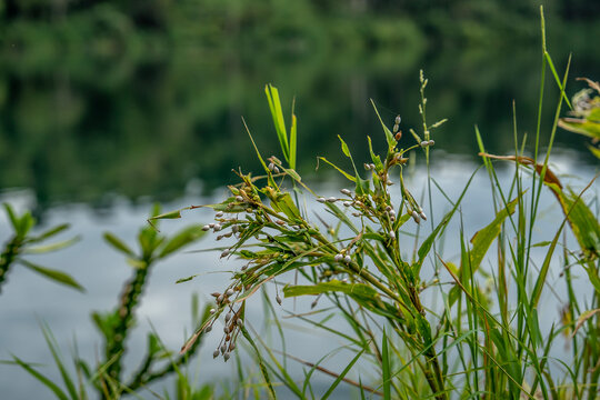 Rice Plant Panicle Growing Beside Water in Rural Wetland