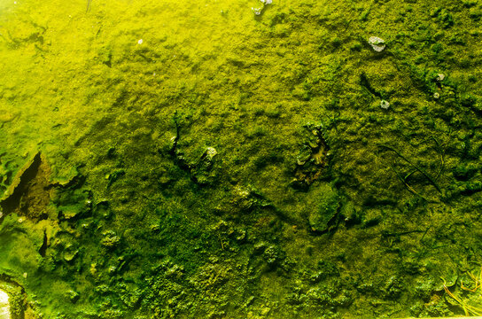 Close‑Up Green Algae Texture on Natural Surface