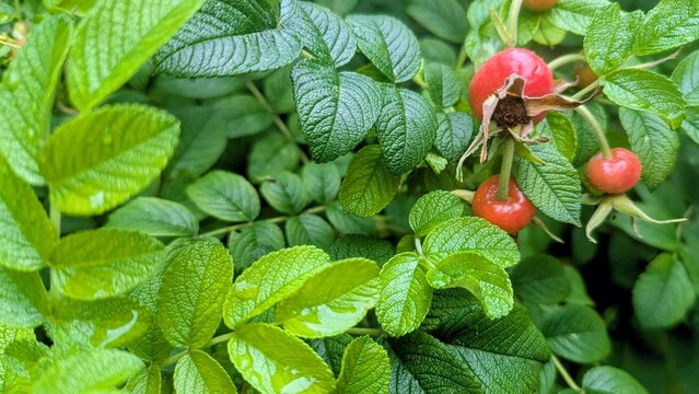 vibrant green leaves and ripe red rose hips with water droplets after rain. Natural botanical background for herbal medicine, vitamins, and late summer or autumn themes