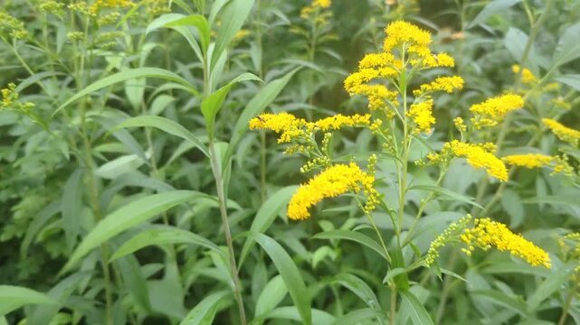 goldenrod, solidago, yellow flowers