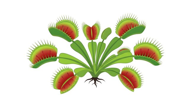 Venus Flytrap Open Trap Trigger Hairs &mdash; Lime Red Carnivorous Plant Detailed Vector