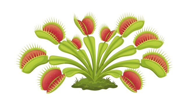 Venus Flytrap Open Trap Trigger Hairs &mdash; Lime Red Carnivorous Plant Detailed Vector