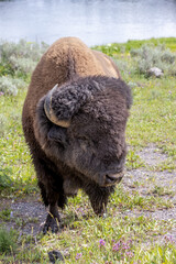 Bison Bull by the Yellowstone River © George Erwin Turner