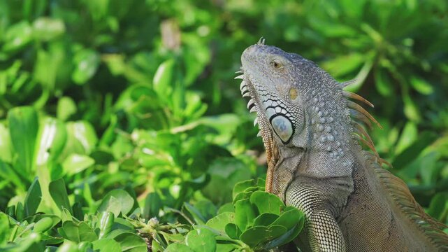 iguana hiding in bushes