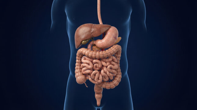 Realistic 3D human digestive system model showing stomach, liver, and intestines for anatomical reference and medical diagrams.