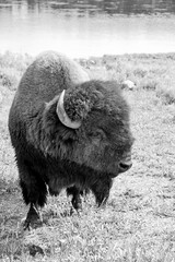 Bison Bull by the Yellowstone River © George Erwin Turner