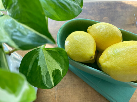 Leander, Texas, USA - July 3, 2026: a bowl of fresh, ripe lemons rests on an antique wooden table next to a green plant