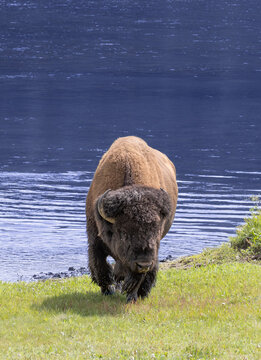 Bison Bull by the Yellowstone River