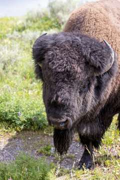 Close Bison Bull Looking at Camera