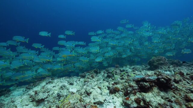 High angle tracking underwater shot of spawning aggregation of Sailfin Snapper swimming along a deep reef in Peleliu, Palau.