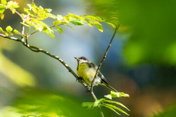 Great tit with yellow breast perched in natural woodland © Nguyen Duc Binh