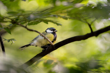 Great tit perched on a branch in a shaded green forest with soft bokeh © Nguyen Duc Binh