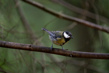 Great tit with yellow breast perched in natural woodland © Nguyen Duc Binh