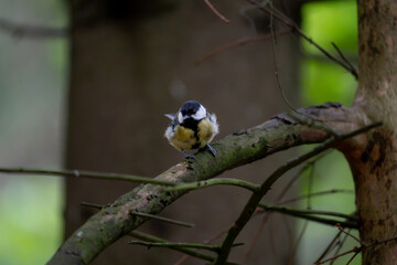 European great tit on a tree stump with soft forest bokeh © Nguyen Duc Binh
