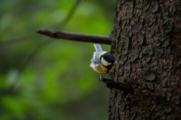 Wild great tit resting on a woodland tree branch among fresh foliage © Nguyen Duc Binh