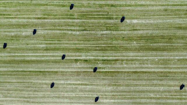 Aerial view of hay bales scattered across a harvested green field in the rural landscape of Laekjarbakki, Selfoss, Sveitarfelagid Arborg, Iceland.