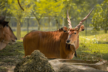 Large bongo antelope mammal with long horns standing on the grass near the concrete trough and turning its head to look towards the side. © AncientAftertone