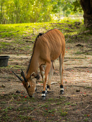Common eland antelope eating food from the ground among fallen red leaves and tree roots near a black plastic tub in an outdoor zoological enclosure. © AncientAftertone