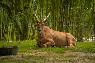 Large common eland antelope with twisted horns resting on a green grass field near tall bamboo plants and a black plastic feeding trough. © AncientAftertone