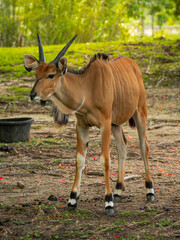 A common eland antelope stands on ground covered with exposed roots and fallen red petals near a black feeding tub in a green outdoor park enclosure. © AncientAftertone
