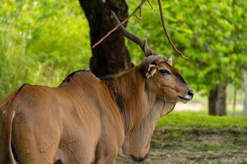 Side profile portrait of a large common eland antelope with spiral horns and brown fur standing near a tree trunk in a green park environment. © AncientAftertone
